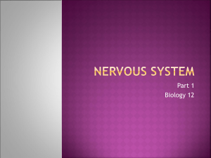 Nervous System ppt