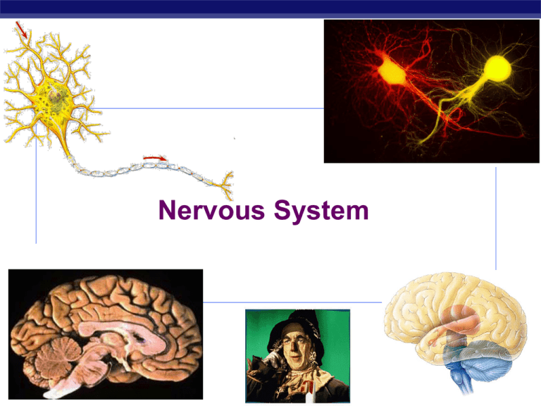 nervous-system-12-13