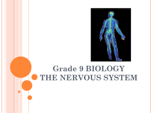 Biology 12 The Nervous System