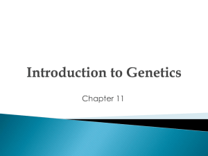 Introduction to Genetics PowerPoint