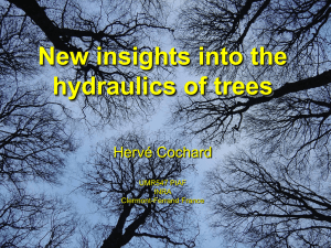 New insights into the hydraulics of trees