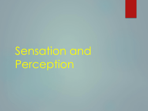 Sensation and Perception Chapter 3