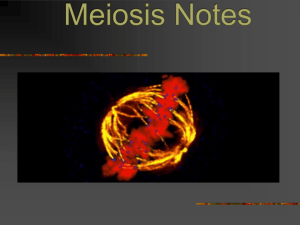 Meiosis Notes - Blanks