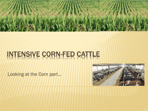 Corn-fed Cattle