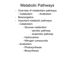 lecture notes-metabolism pathways-complete notes-2009