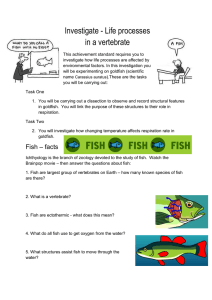 Summative - information about fish