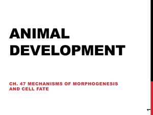 Animal Development part 2