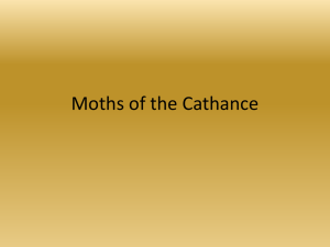 Moths of the Cathance