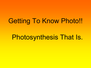 Getting To Know Photo. Photosynthesis That Is.