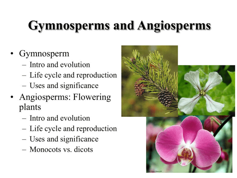 angiosperm monocot examples