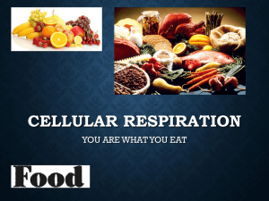 Cellular Respiration Powerpoint