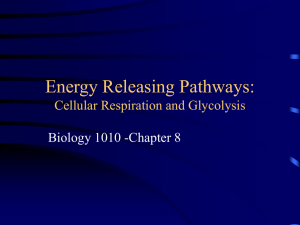 Cellular Respiration and Glycolysis