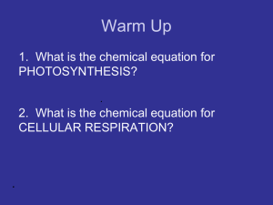 Cellular Respiration