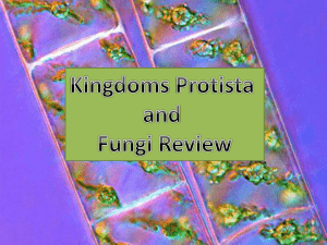 Kingdoms Protista and Fungi Review