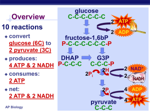 Cellular Respiration Oxidation of Pyruvate Krebs