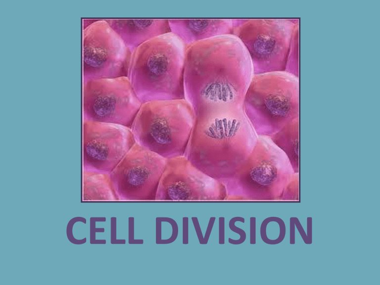 Cell Division Sample Sentence