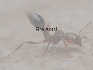 Fire Ants! - University of Mississippi Medical Center