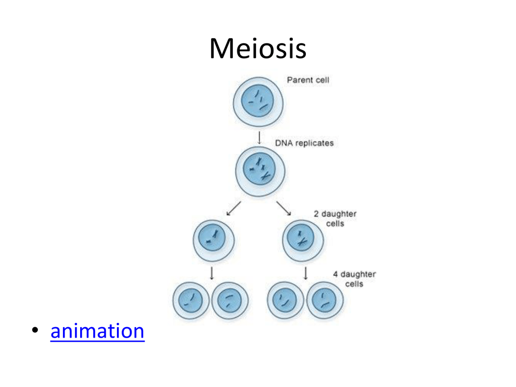 meiosis-square-dance-worksheet-answers-free-download-gmbar-co