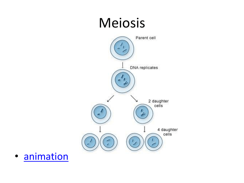 Meiosis