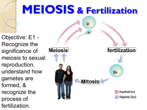 MEIOSIS & Fertilization