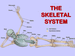 THE SKELETAL SYSTEM