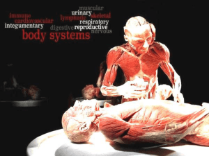 Body Systems Basic