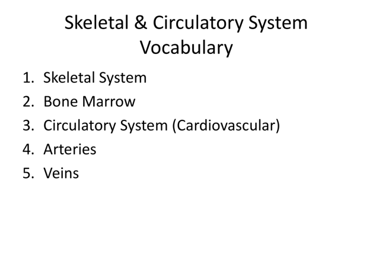 skeletal system vocabulary