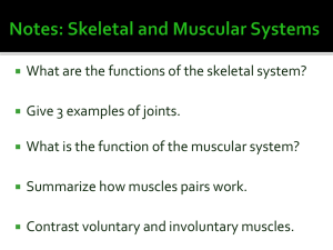 Notes: Skeletal and Muscular Systems