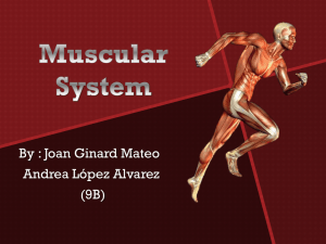 Muscular System - Mr Thomsen ASB