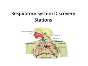 Respiratory System Discovery Stations