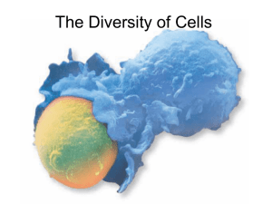 U6S1 The Diversity of Cells Highlighted