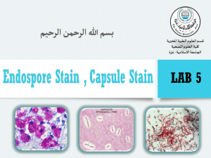 Lab-5-endospore and capsule stain