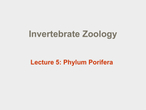 PowerPoint 5: Porifera