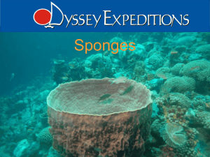 Sponges - Odyssey Expeditions