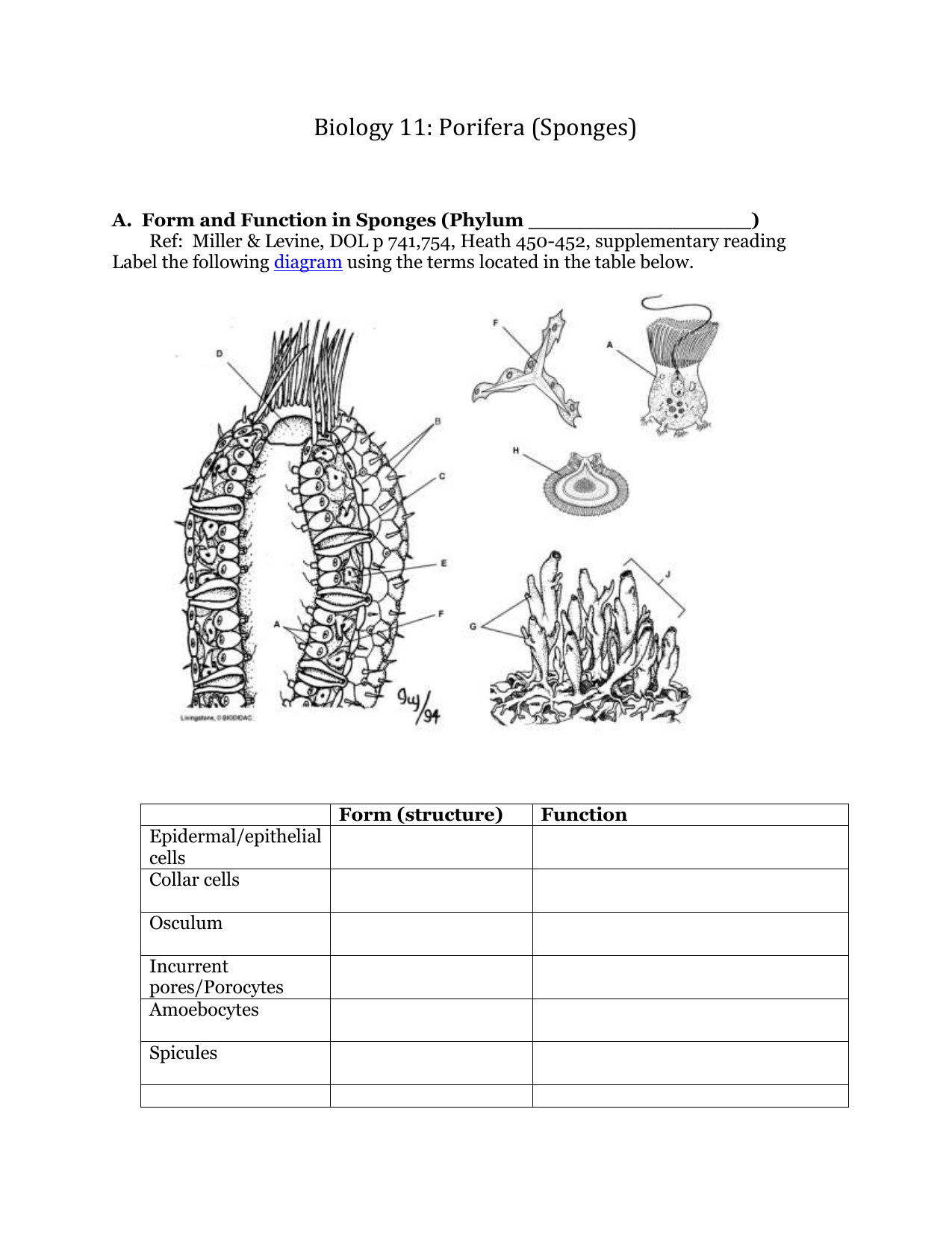 Porifera Characteristics Chart