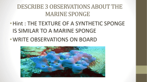 CH 6 SPONGE adaptation and structure ppt