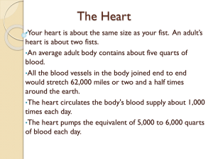 The Heart - ccbbiology