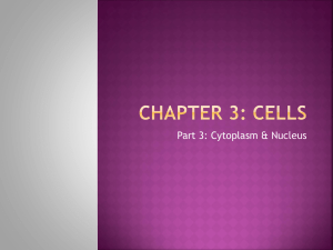 Chapter 3: Cells