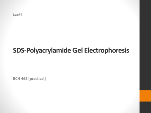 4.sds-polyacrylamide_gel_electrophoresis