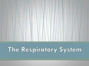The Respiratory System What is the Respiratory System?