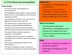 11.3 The kidney and osmoregulation