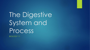 Digestive System and Digestion