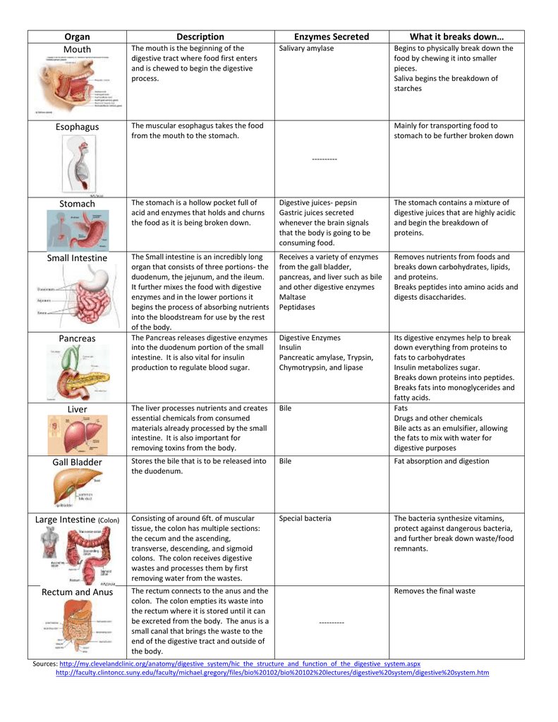 Digestion Chart