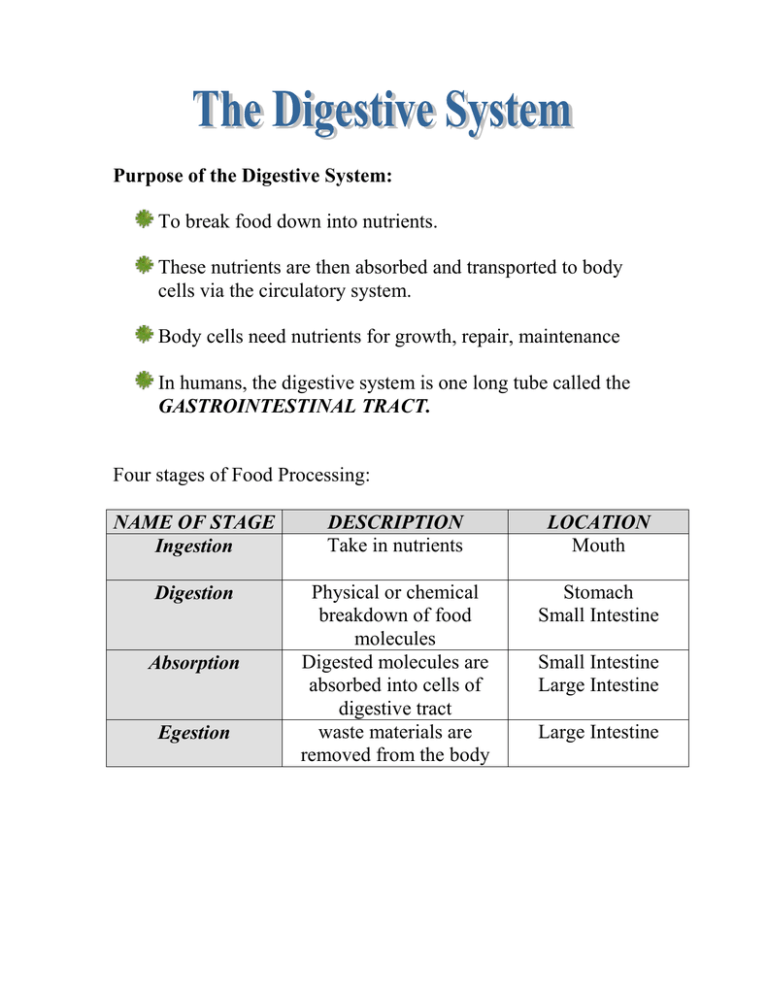 digestion