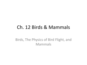 Ch. 12 Birds & Mammals - Stephanie Dietterle Webpage