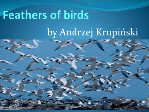 Feathers of birds Function feather