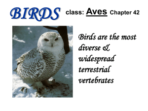 birds - GEOCITIES.ws