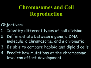 Chromosomes and Cell Reproduction