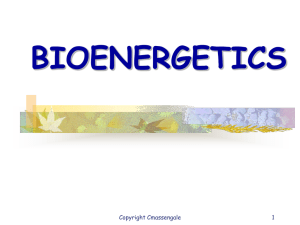 Bioenergetics - Biology Junction