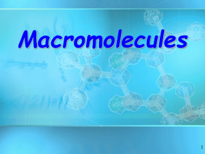 Macromolecules - Biology Junction
